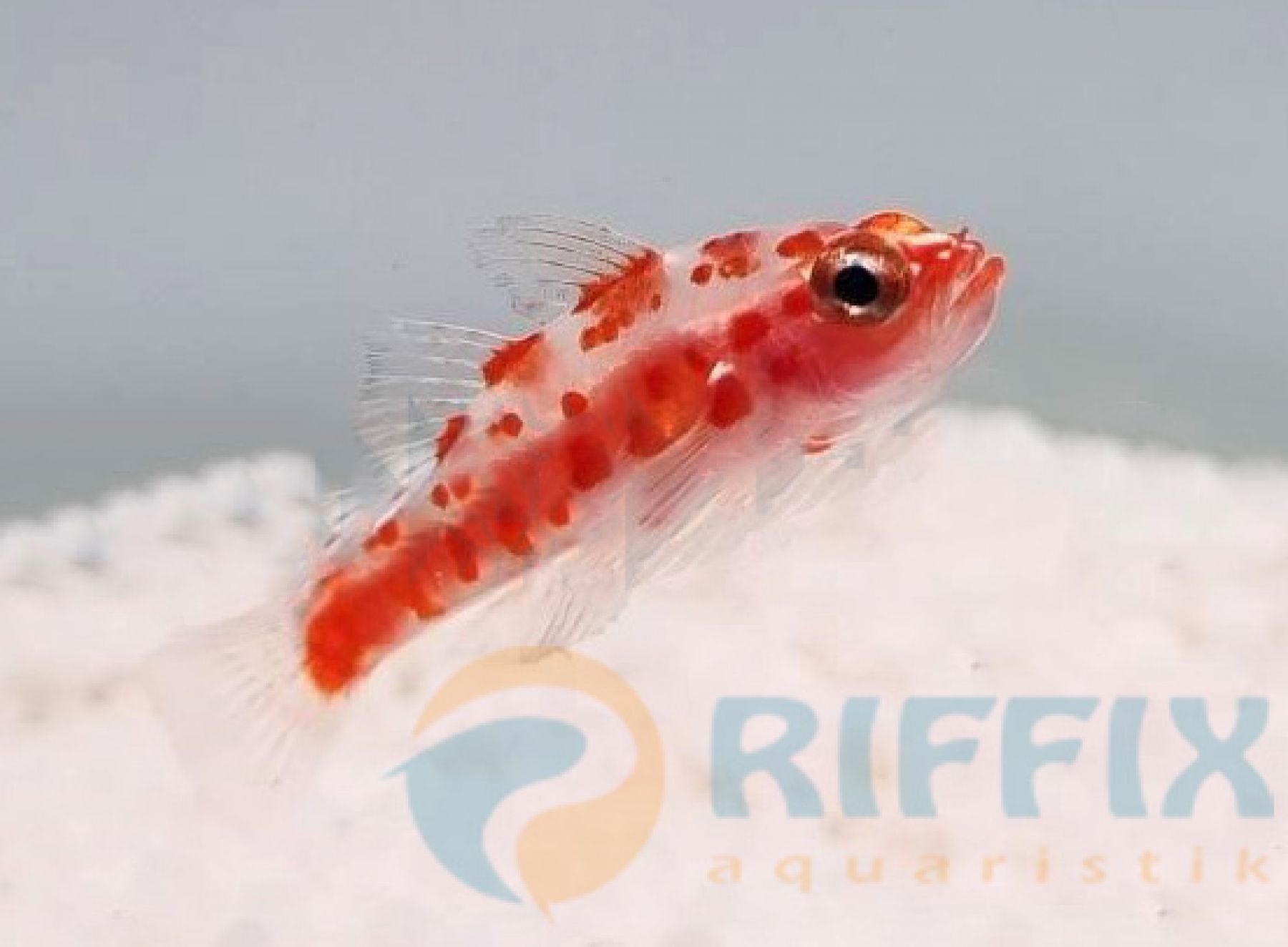 Trimma rubromaculatum Rotflecken Zwerggrundel